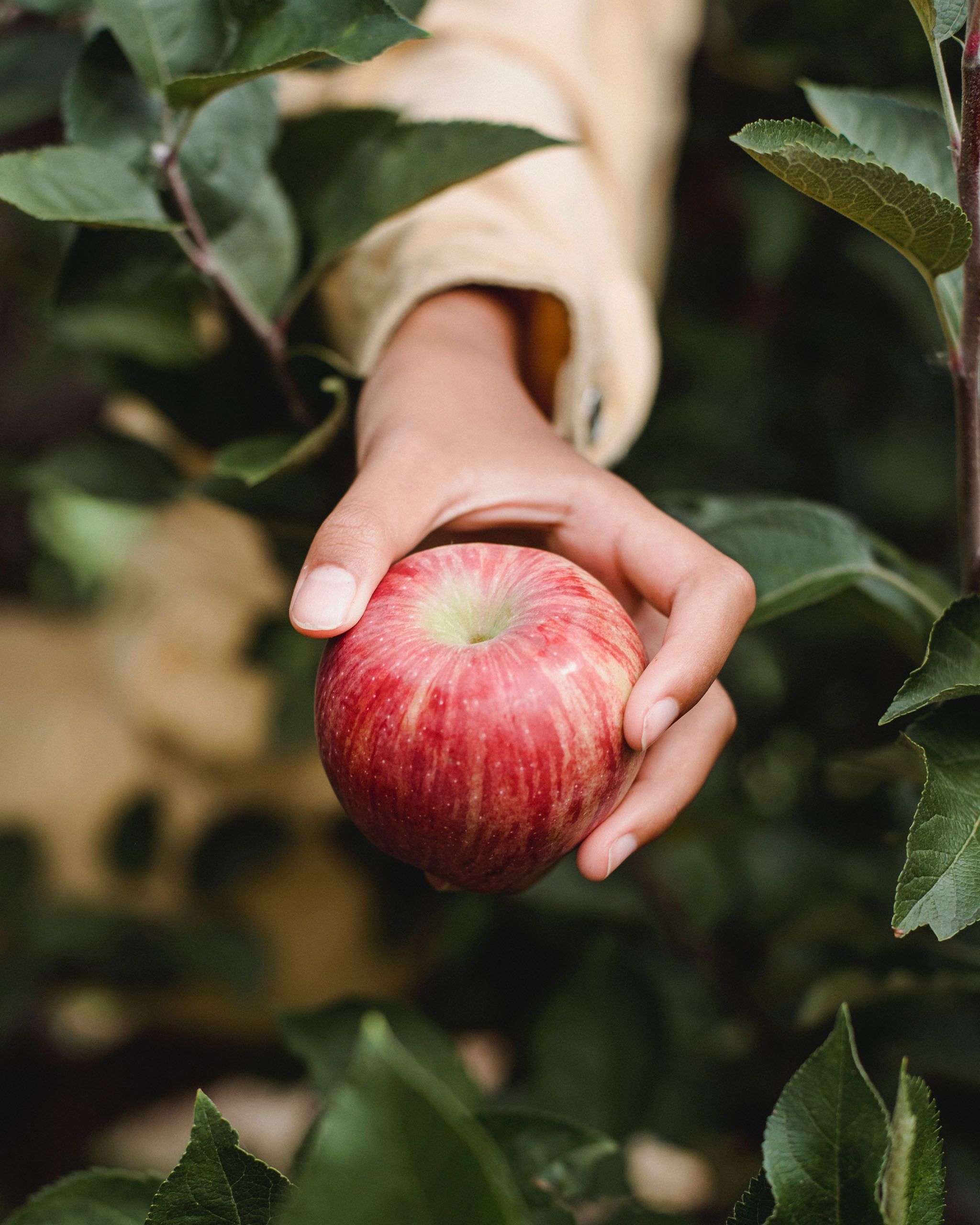 Apple Cider Vinegar Shot Daily