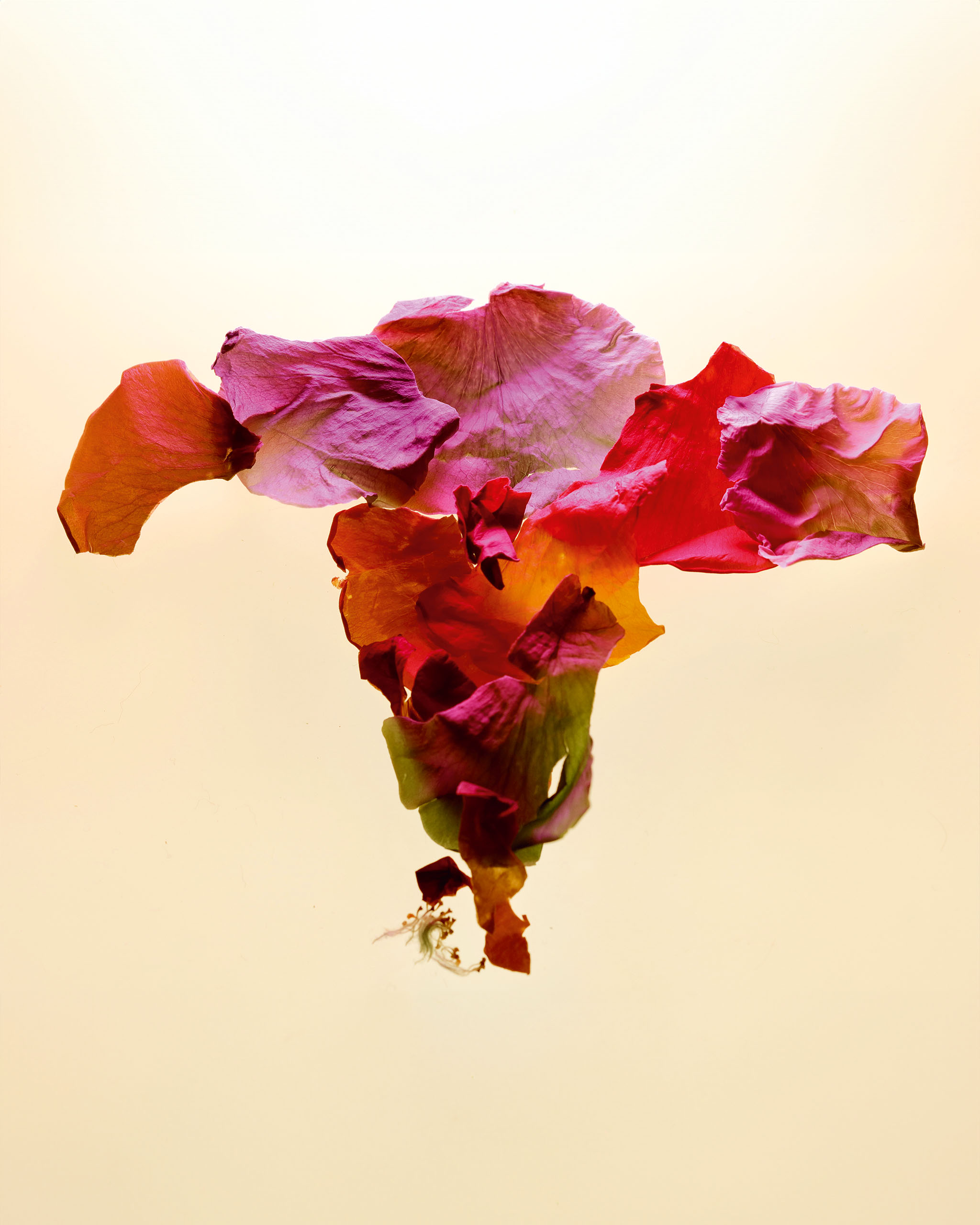 Flower petals arranged to resemble the female reproductive system.