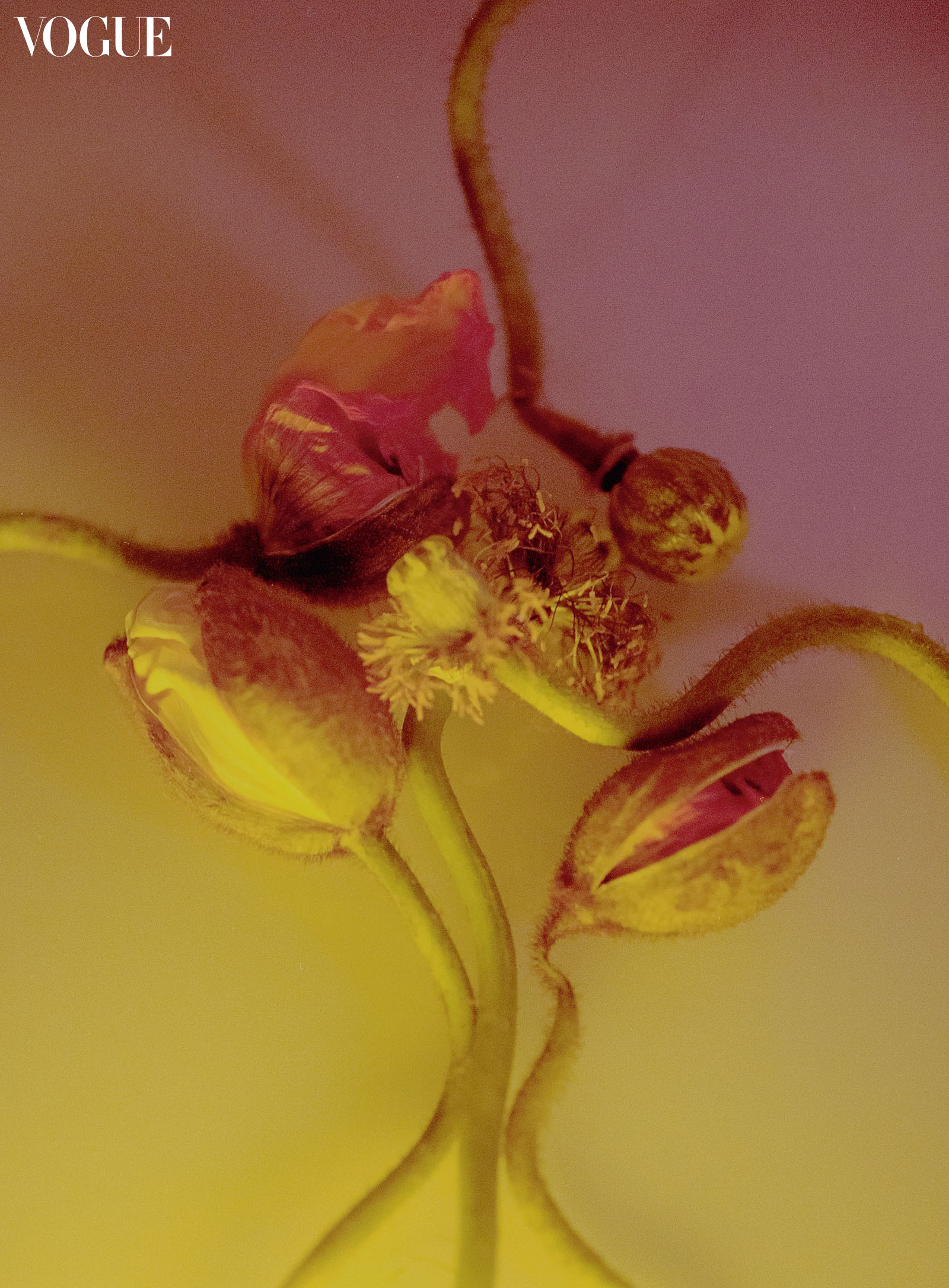 Flower buds photographed by Harold Julian.