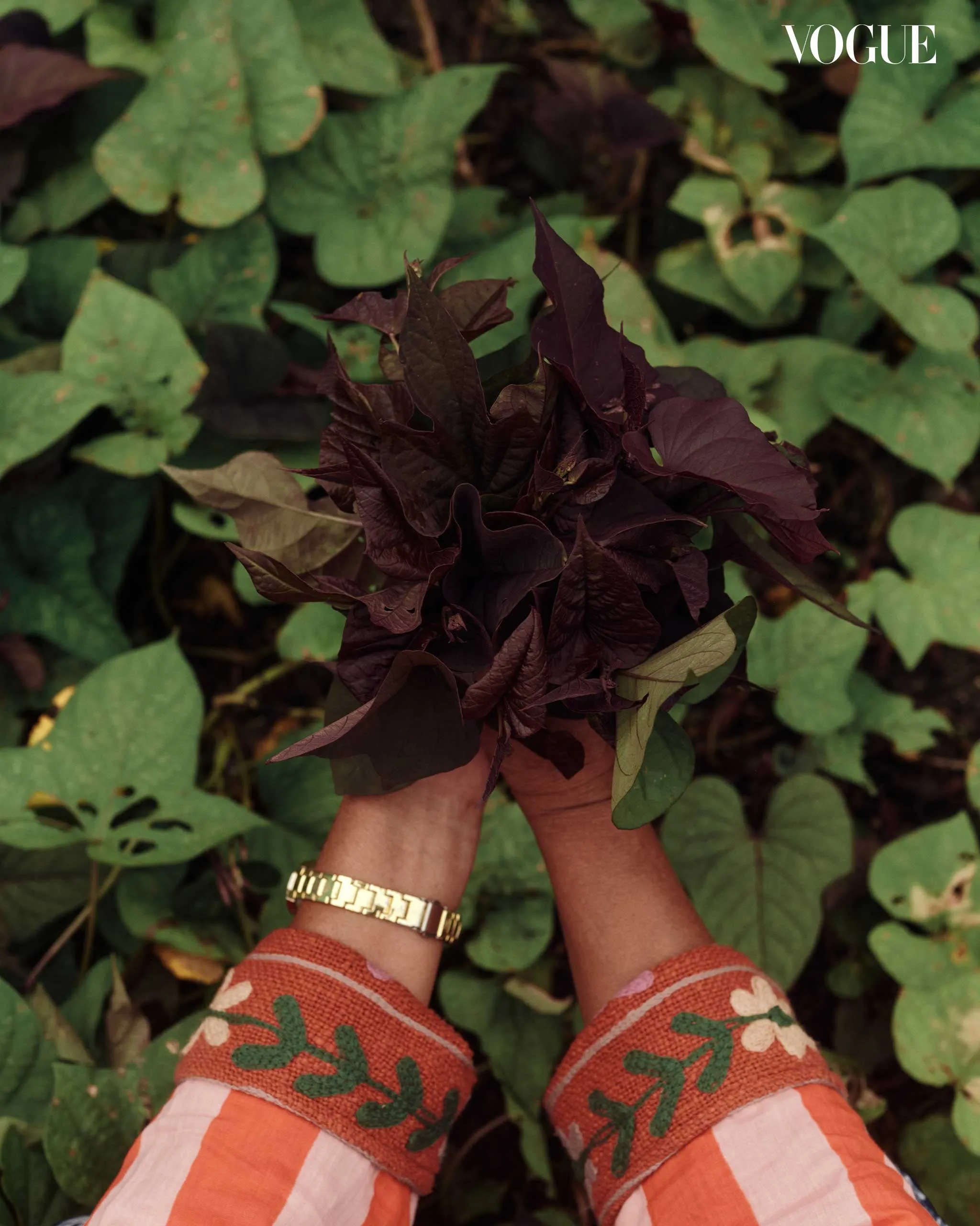 Person holding a bundle of dark burgundy leaves in front of green foliage, wearing a gold watch and orange patterned sleeves.