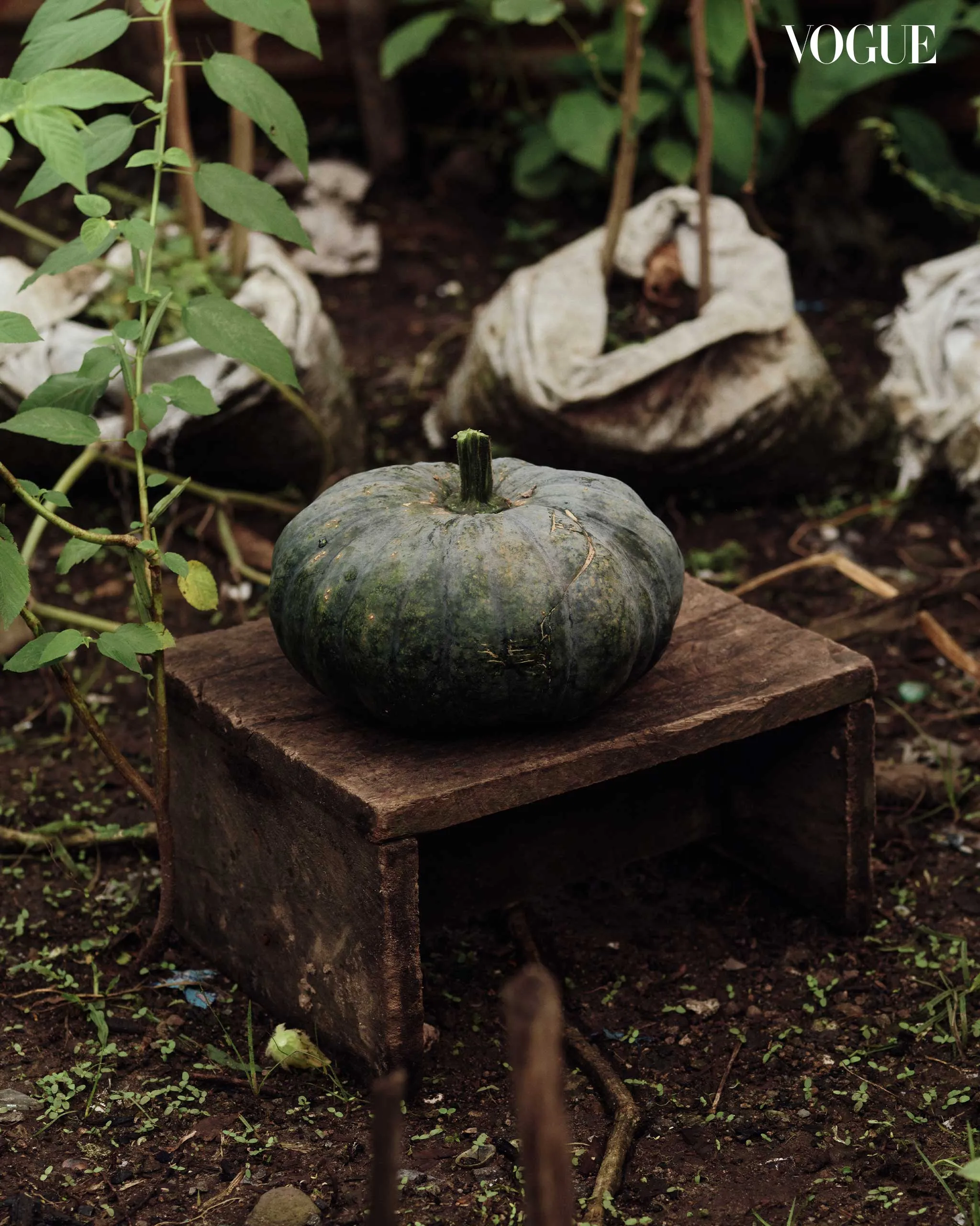 Green pumpkin resting on a weathered wooden platform outdoors, surrounded by vines and soil.