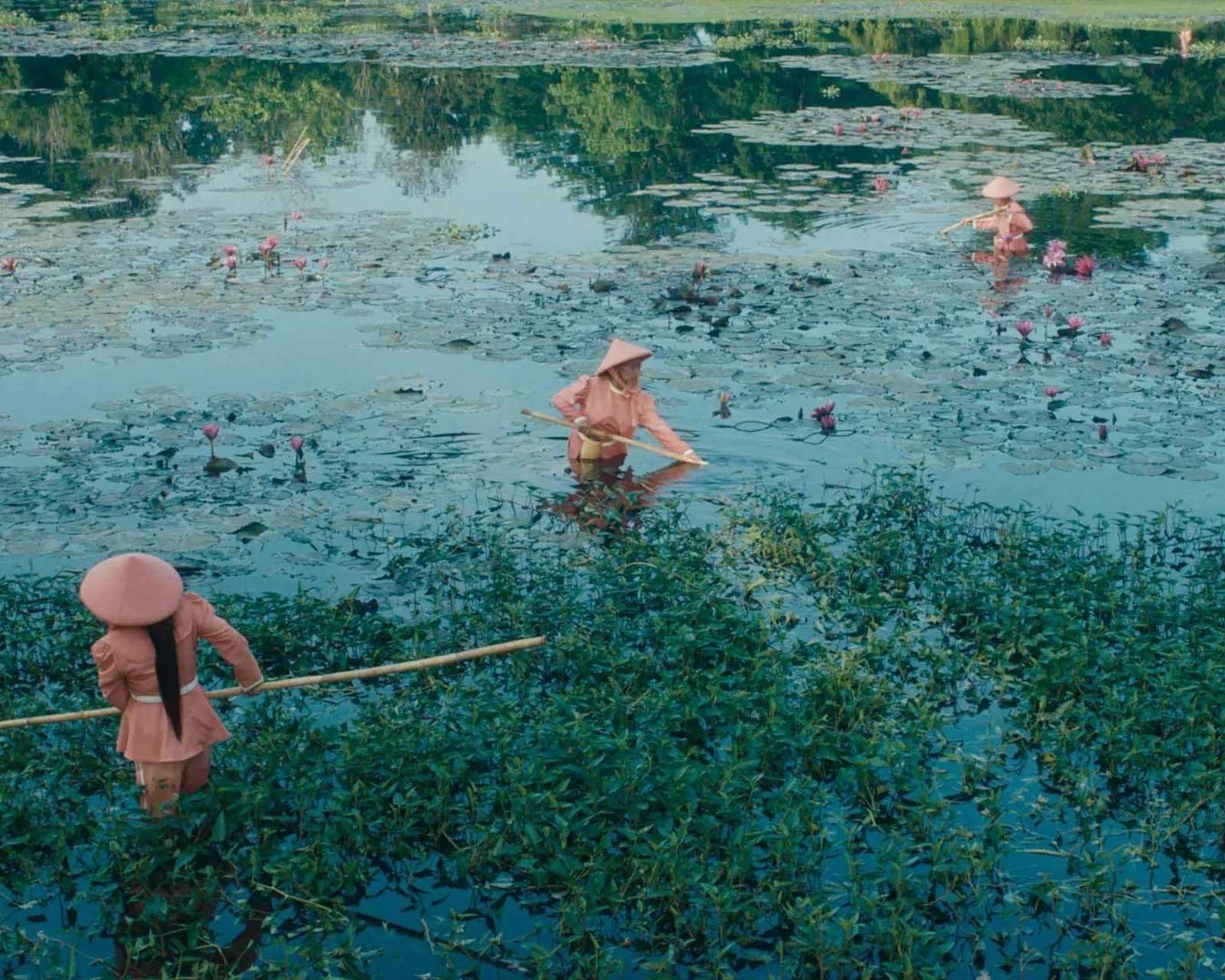 Three people in pink outfits and conical hats stand in a lotus-filled pond, using long poles to reach plants.
