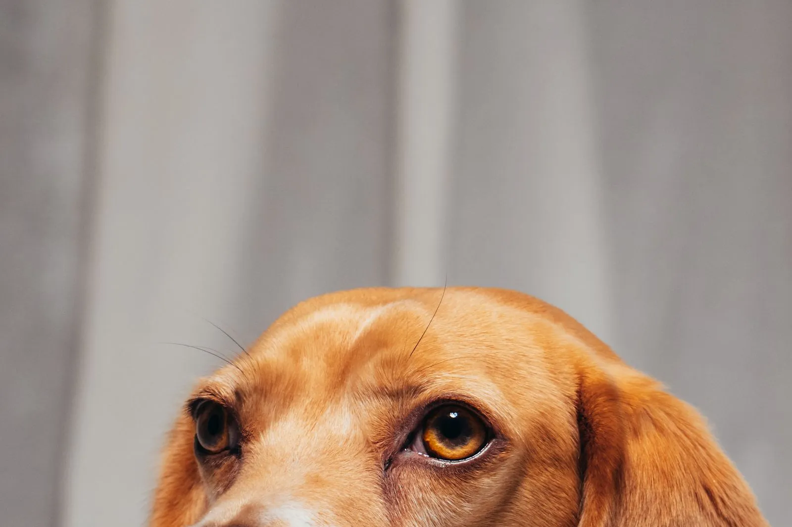 Close-up of a golden-brown dog's face with an amber eye and soft fur against a gray curtain background.