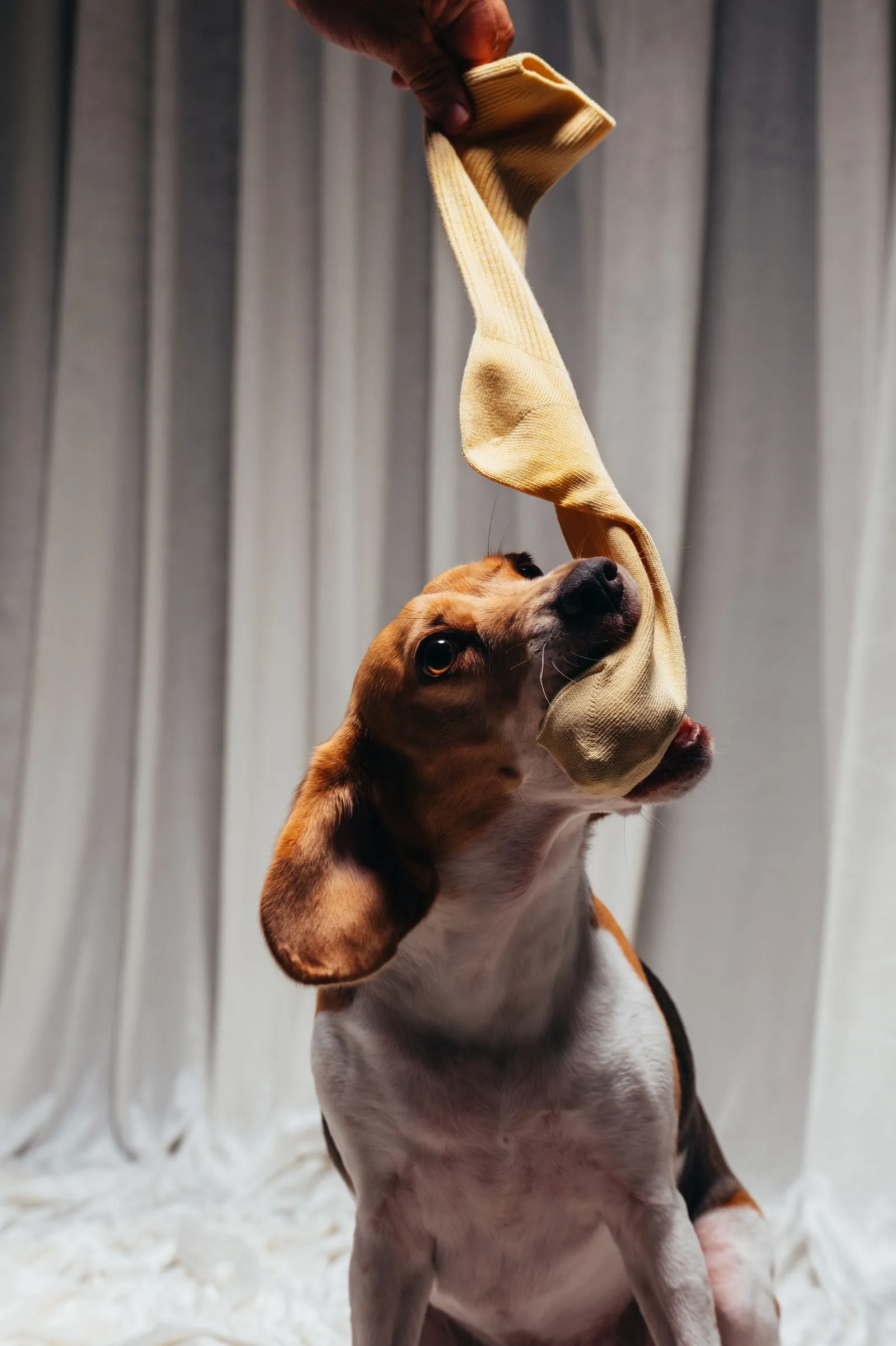 Beagle puppy reaching up to grab a yellow sock held by a hand indoors.