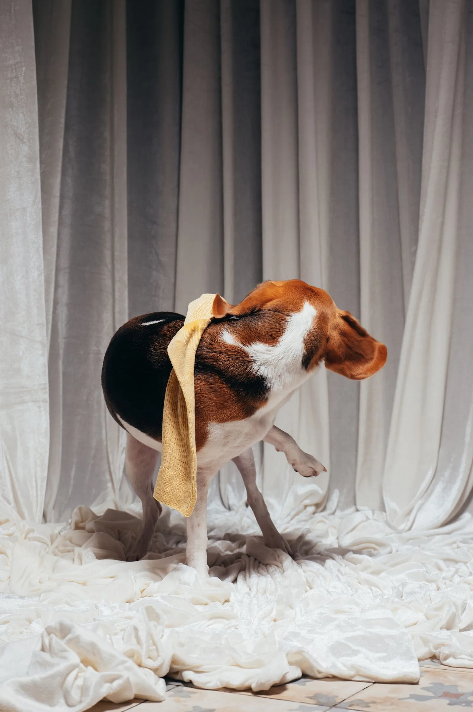 Beagle with a beige scarf standing on crumpled white fabric in front of gray curtains.
