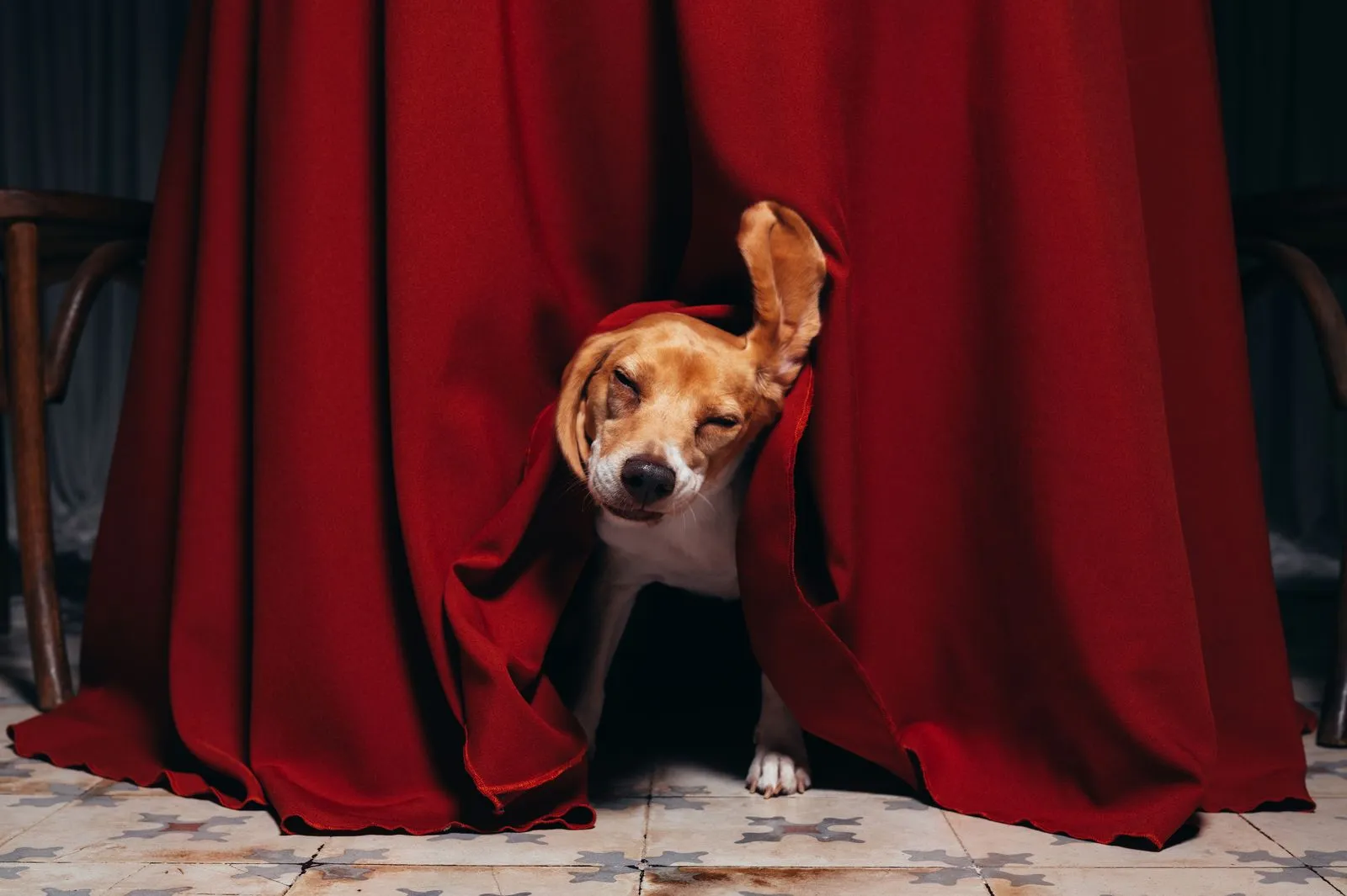 Dog peeking out from between heavy red theater curtains onto a tiled floor.