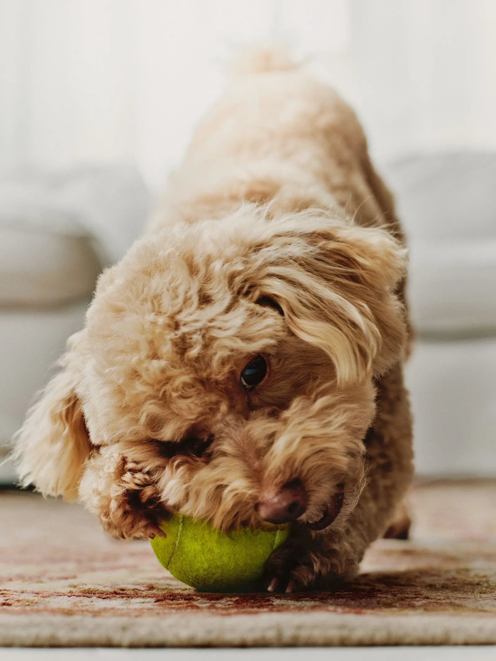 Fluffy brown dog holding a green tennis ball in its mouth on a patterned rug indoors