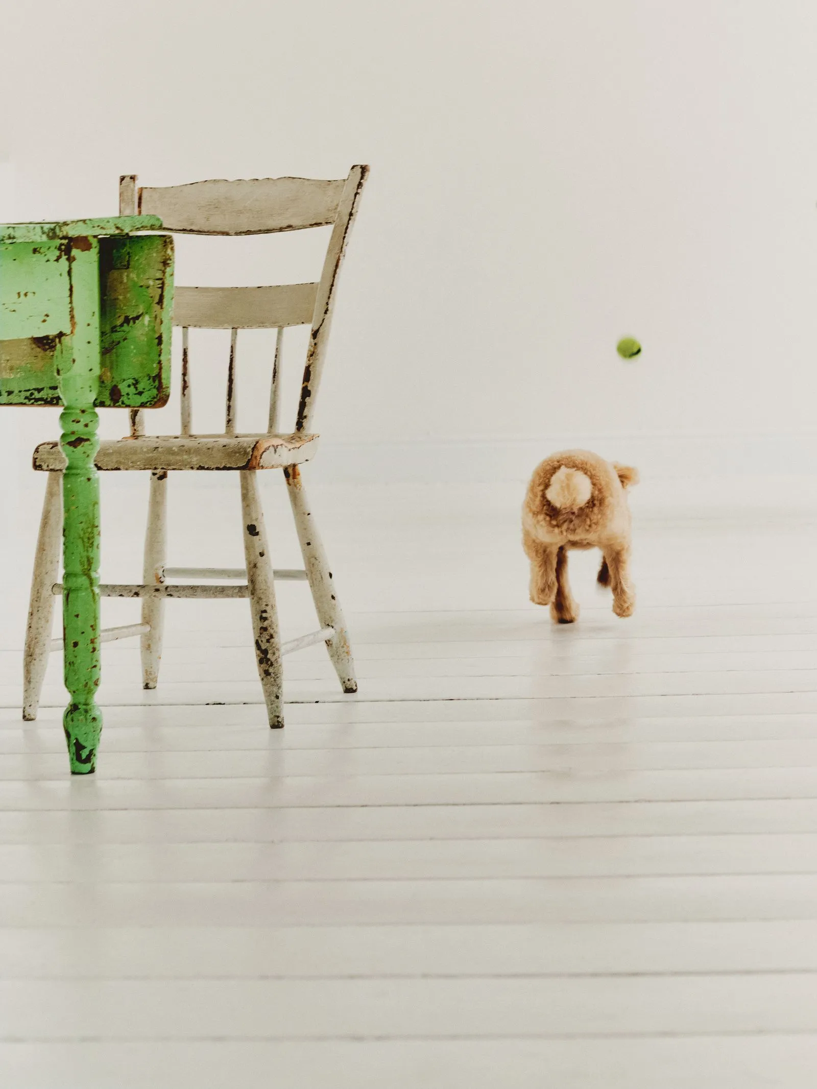 Small brown fluffy dog on a white floor chasing a green tennis ball; an old chipped chair and green table leg are to the left.