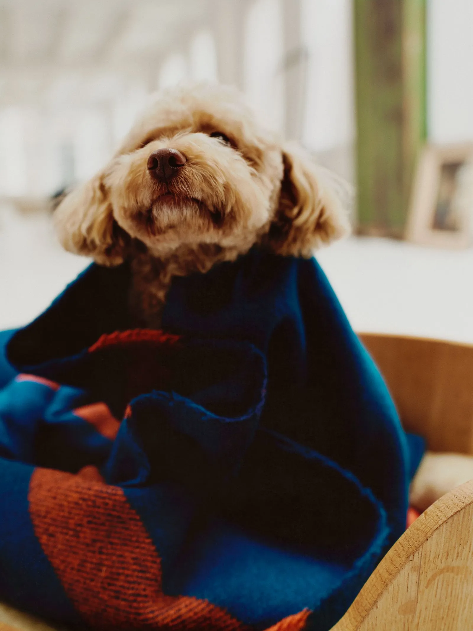 Close-up of a fluffy light brown dog wearing a blue sweater with an orange stripe, indoors on a wooden chair edge.