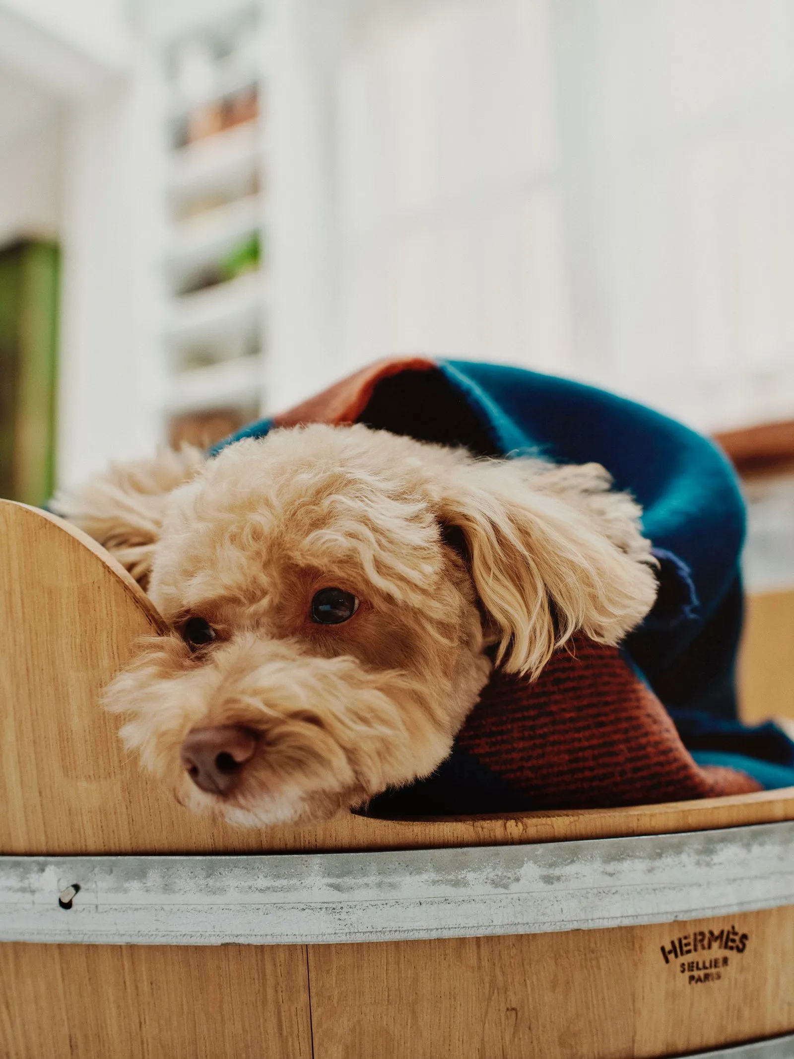 Fluffy small dog with cream fur resting inside a wooden barrel, wearing a blue and red sweater.