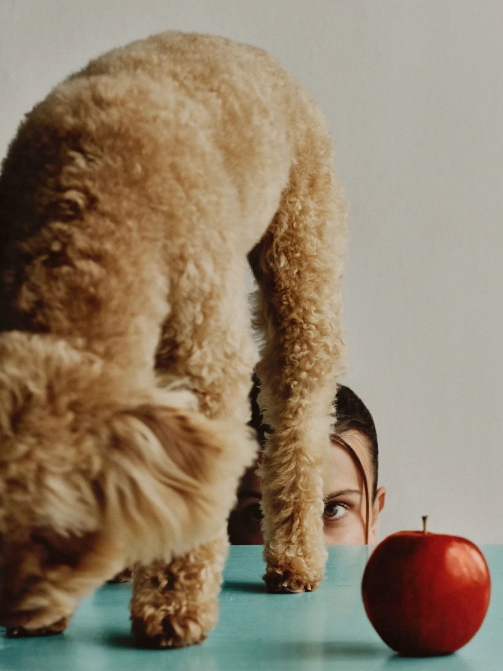 Person partially visible behind a large fluffy beige dog standing on a turquoise surface, with a red apple in the foreground.