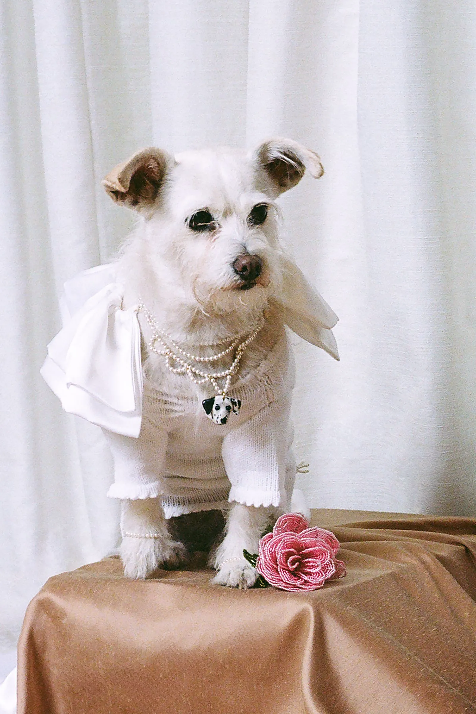 Small white dog dressed in a sweater with a pearl necklace, posed on a table with a pink flower nearby.