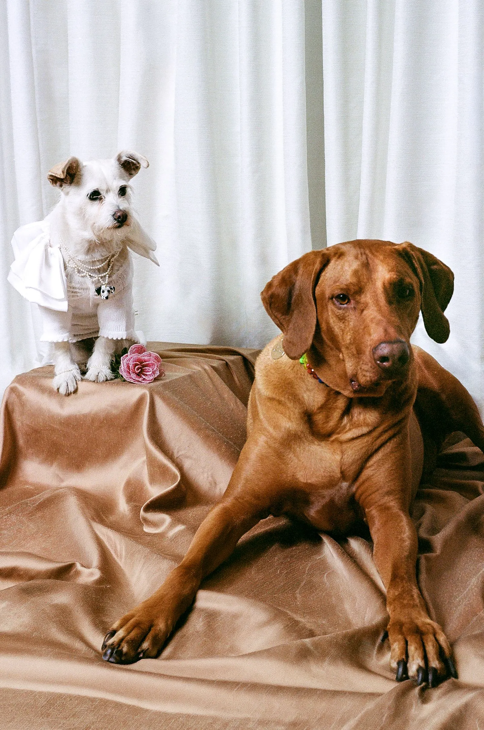 Two dogs pose on a satin-covered surface: a small white dog in a pearl necklace and ruffled outfit beside a larger brown dog lounging nearby.