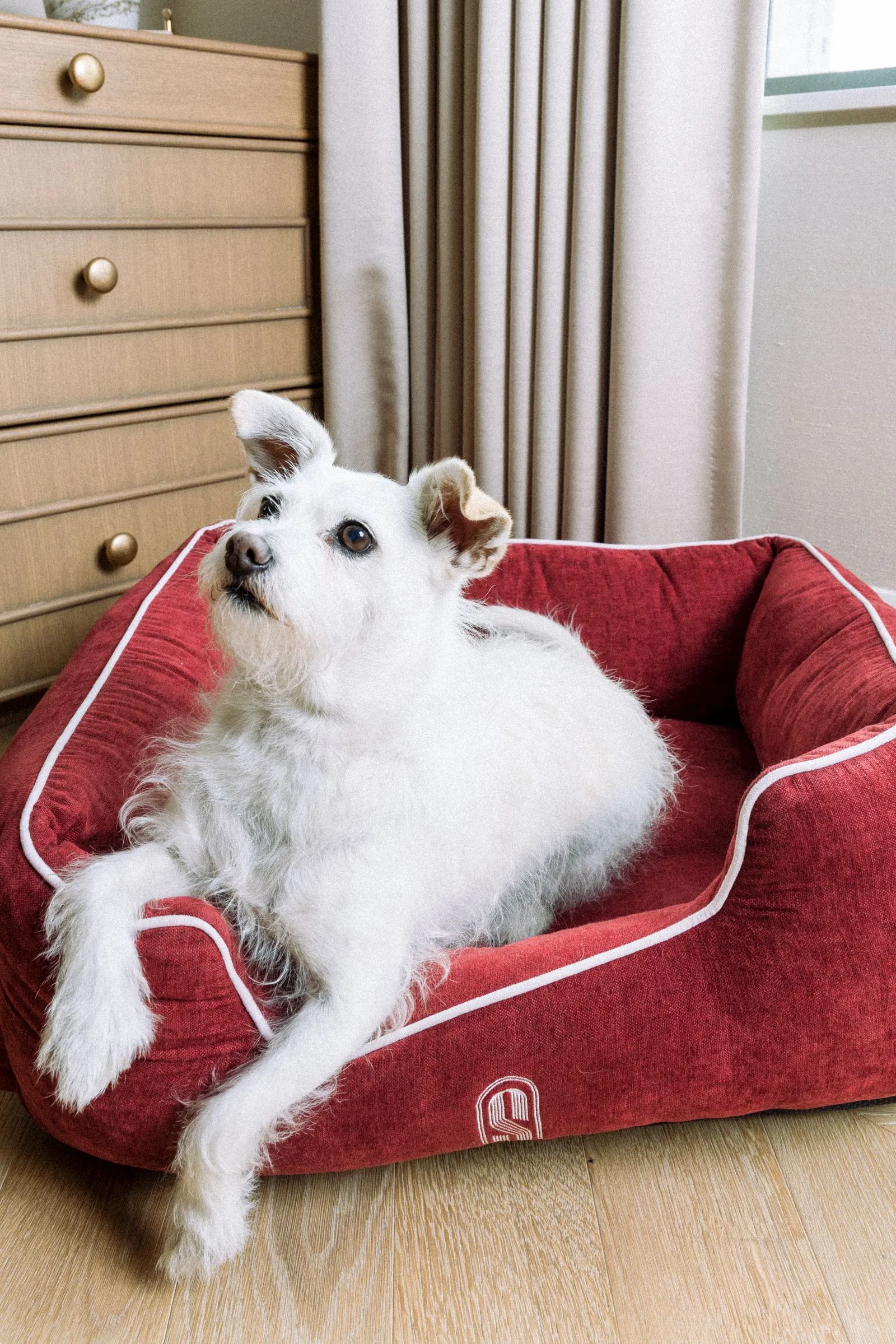 White dog lounging in a red pet bed indoors, looking up with ears perked.