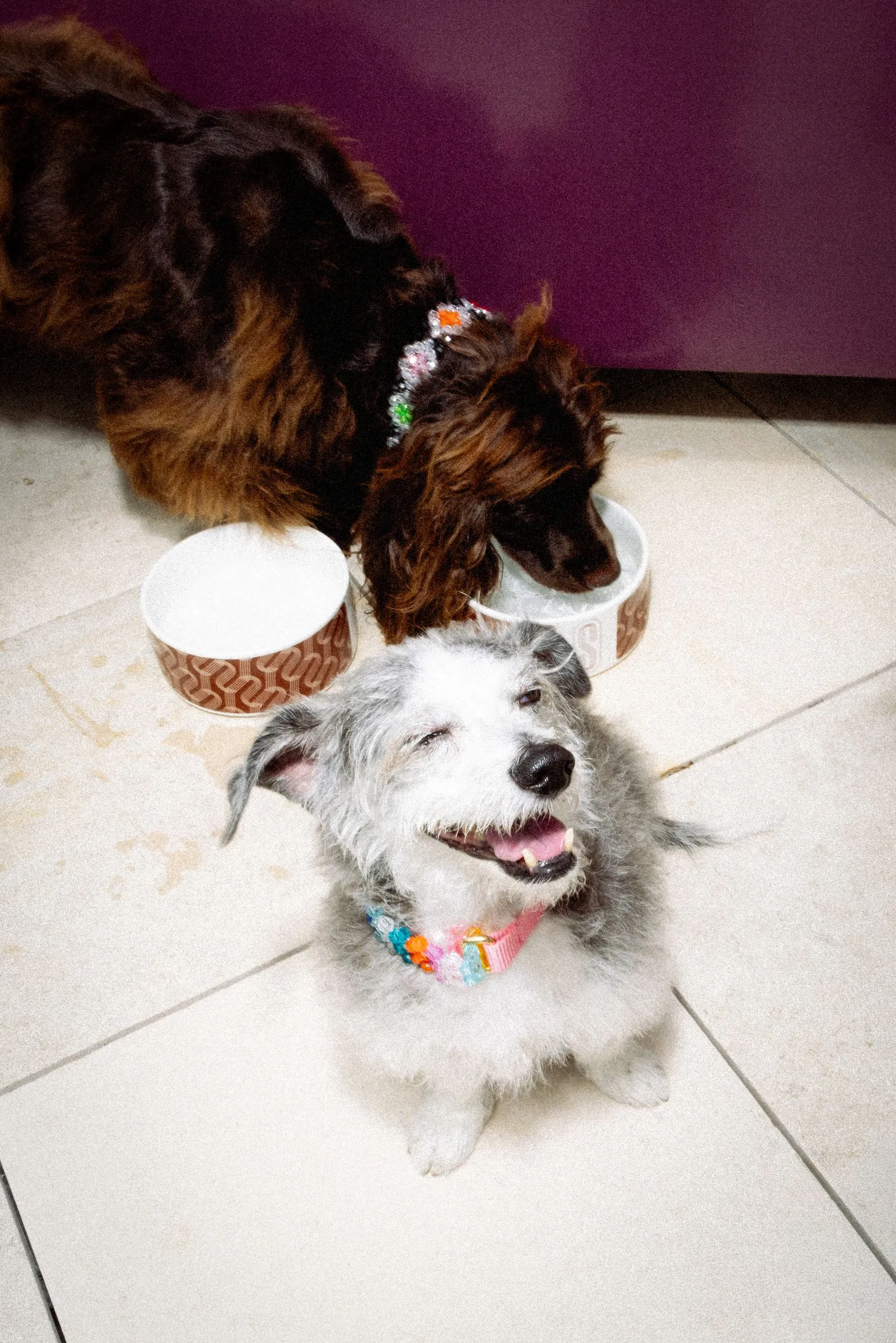 Two small dogs sit on a tiled floor with paper cups; one brown dog drinks from a cup while the other gray dog smiles nearby, wearing colorful jewelry.