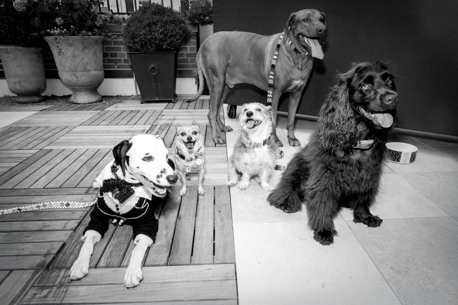 Five dogs of various sizes pose together on a wooden deck, all wearing bead necklaces and costumes for a playful photo.