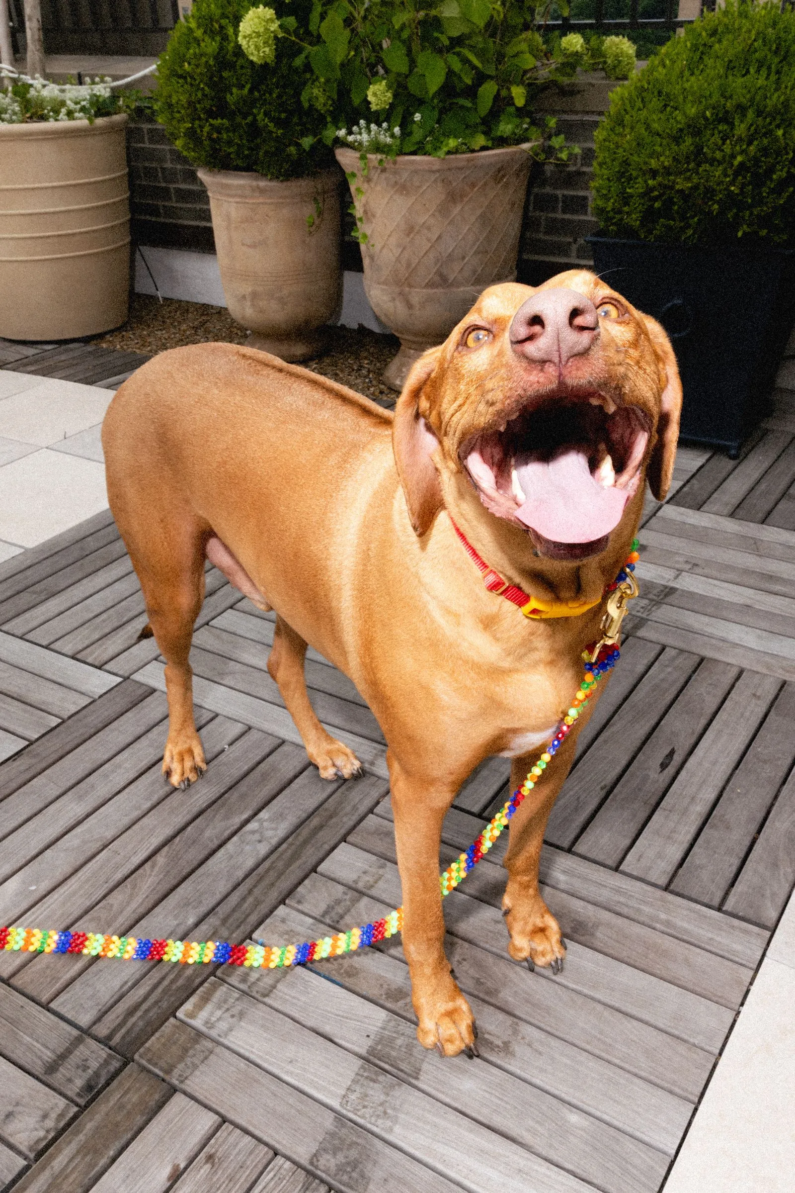 Brown dog with a colorful bead leash standing on a wooden deck, mouth open in a joyful pant, large potted plants behind.