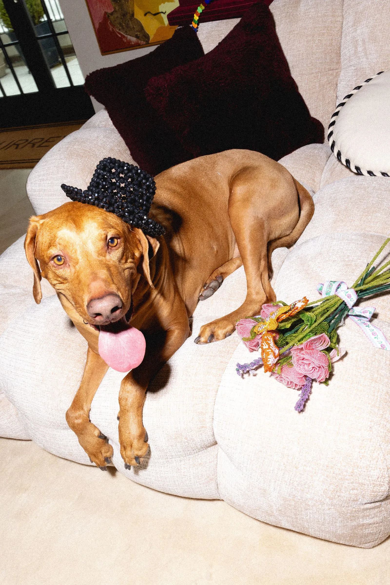 Brown dog wearing a small black beaded hat, lounging on a light sofa with a colorful toy nearby and sticking out its tongue.