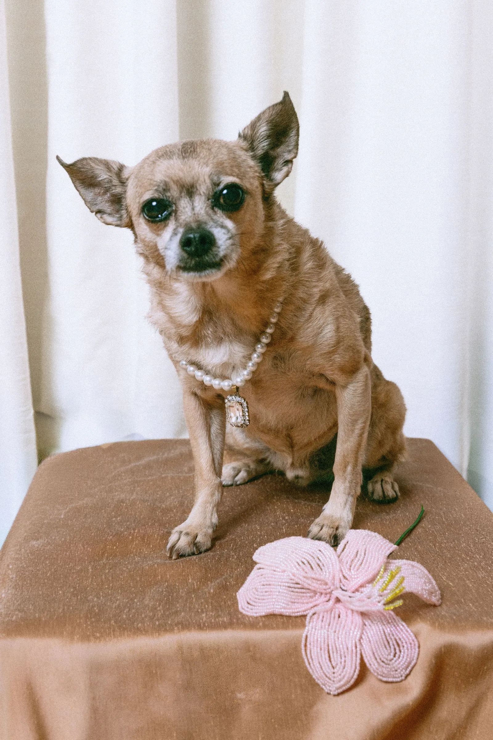 Small brown dog wearing a pearl necklace with a pendant, sitting on a brown surface beside a pink decorative bow.