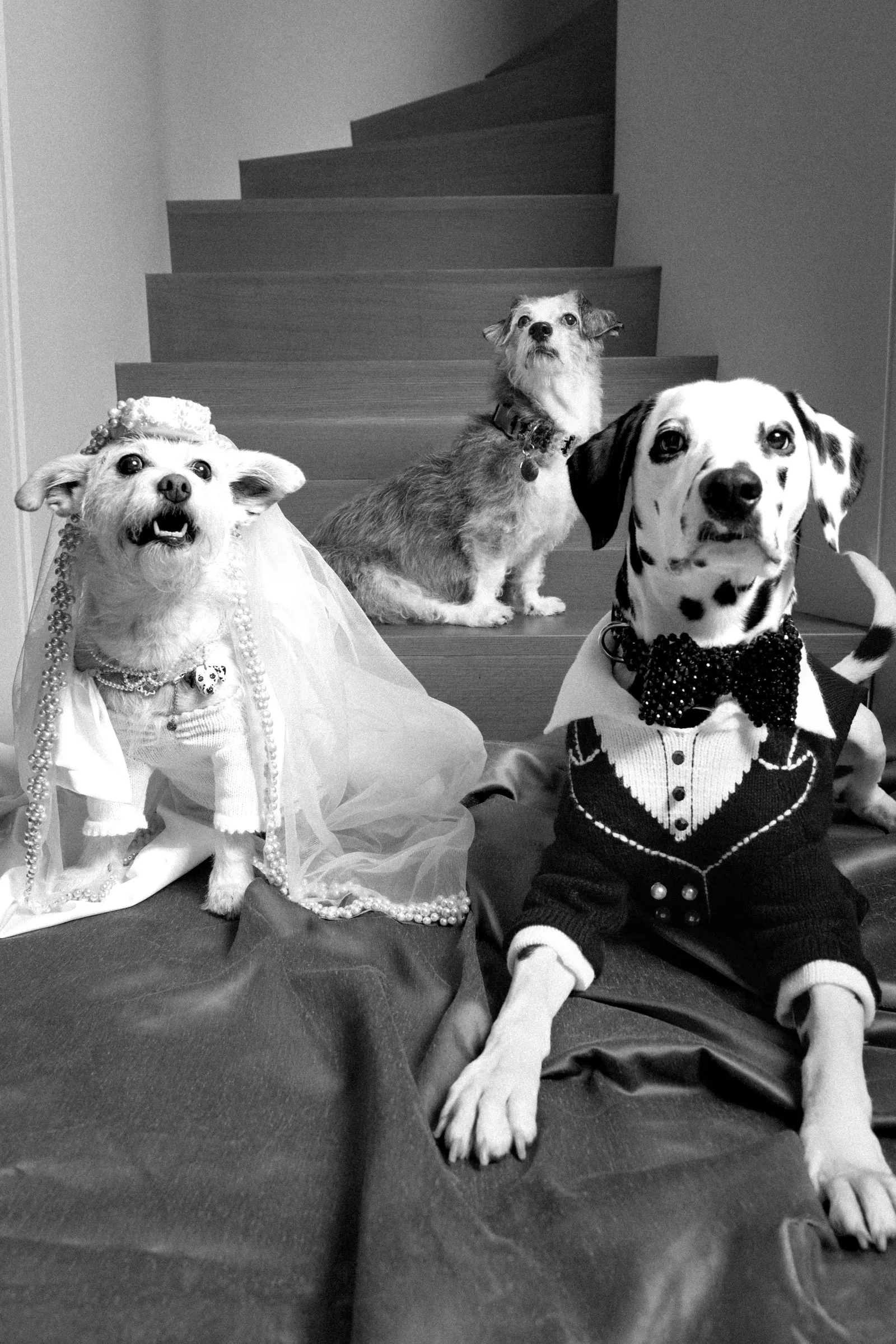 Three dogs in wedding attire pose on stairs: a small dog in a bridal veil and pearls on the left, a scruffy terrier in the middle, and a Dalmatian in a sweater on the right.