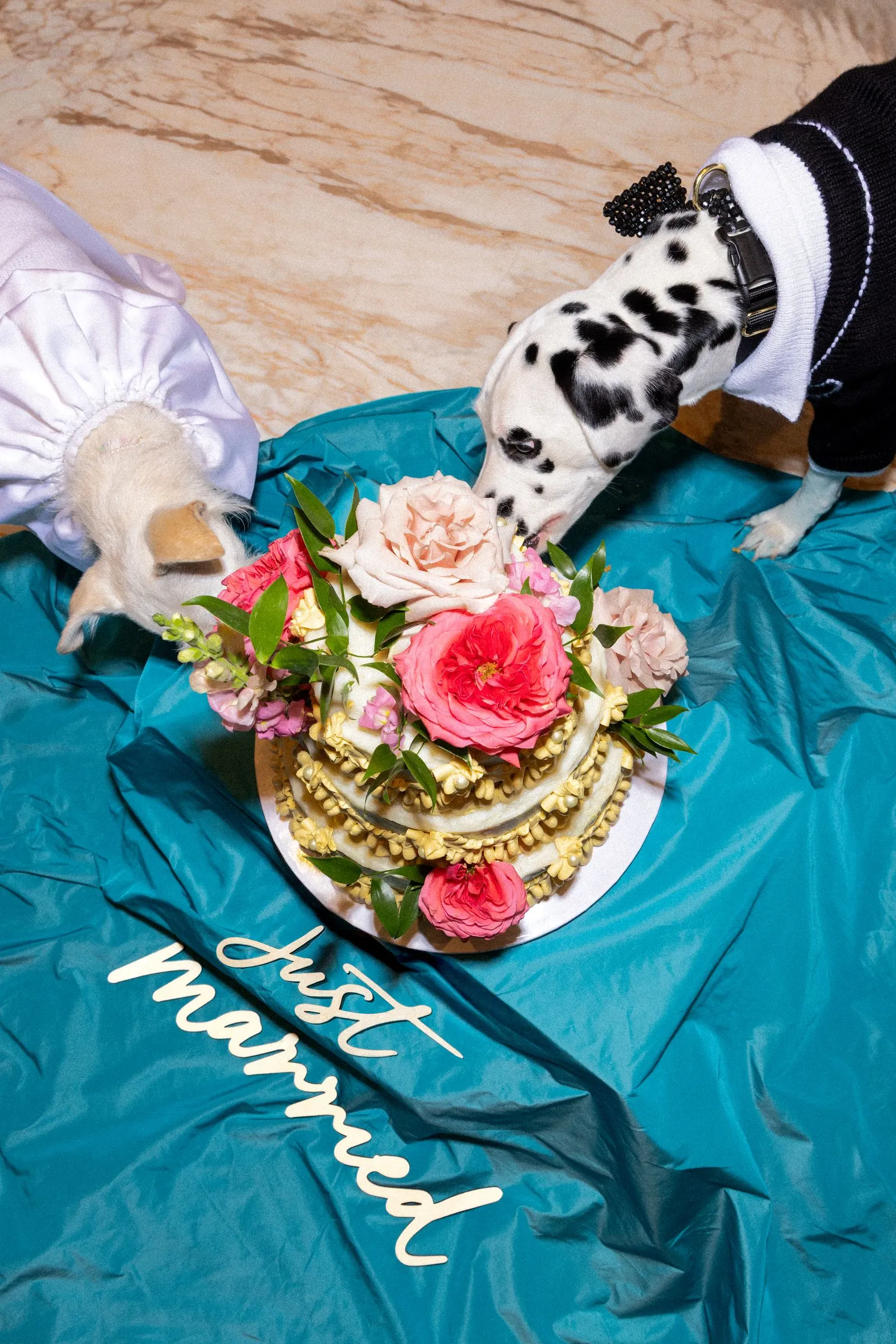 Two dogs lean toward a flower-adorned cake on a teal tablecloth, sharing a moment of curiosity at a celebration.