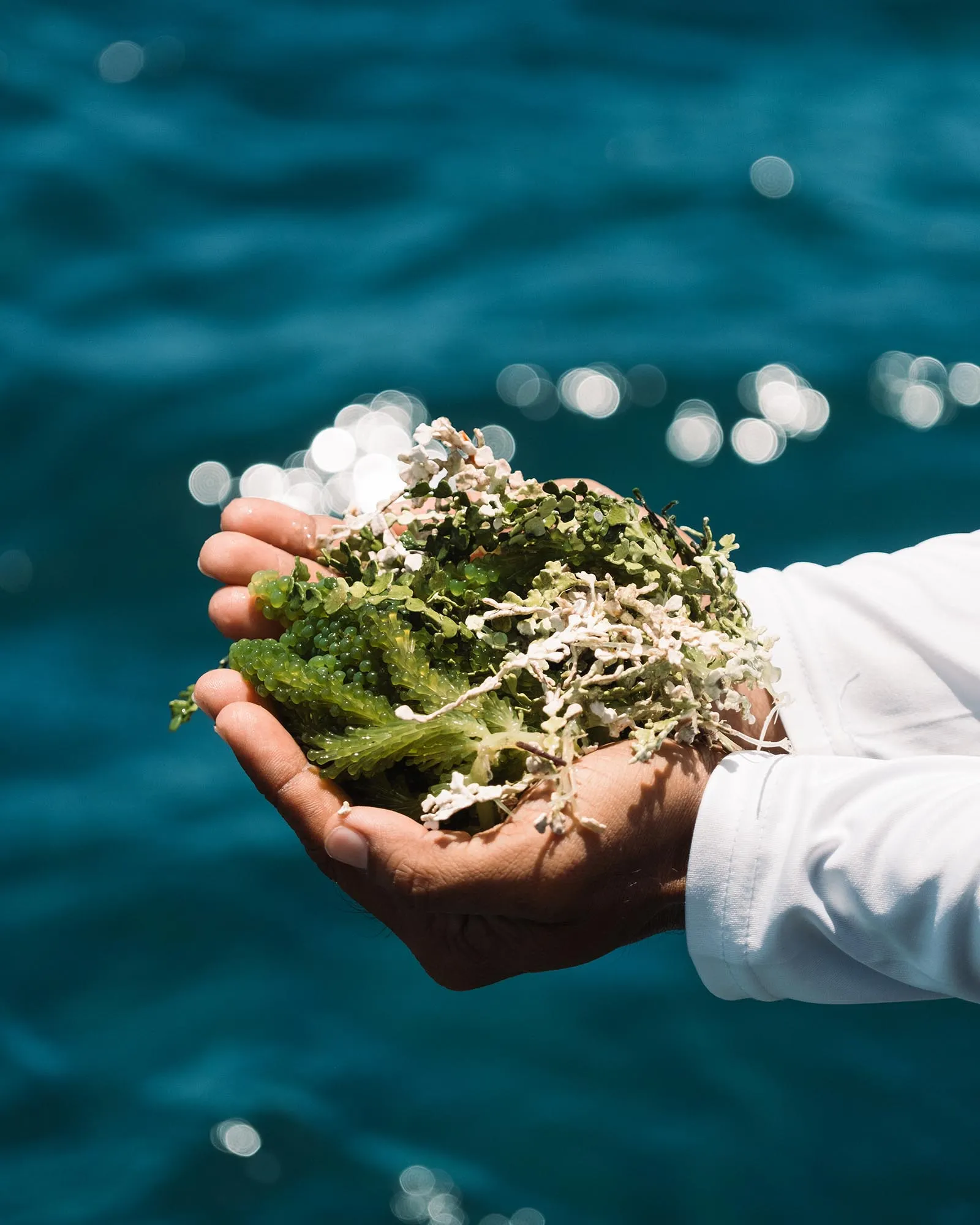 Hands cupping a bundle of seaweed and white coral-like fragments, with a blurred blue ocean in the background.