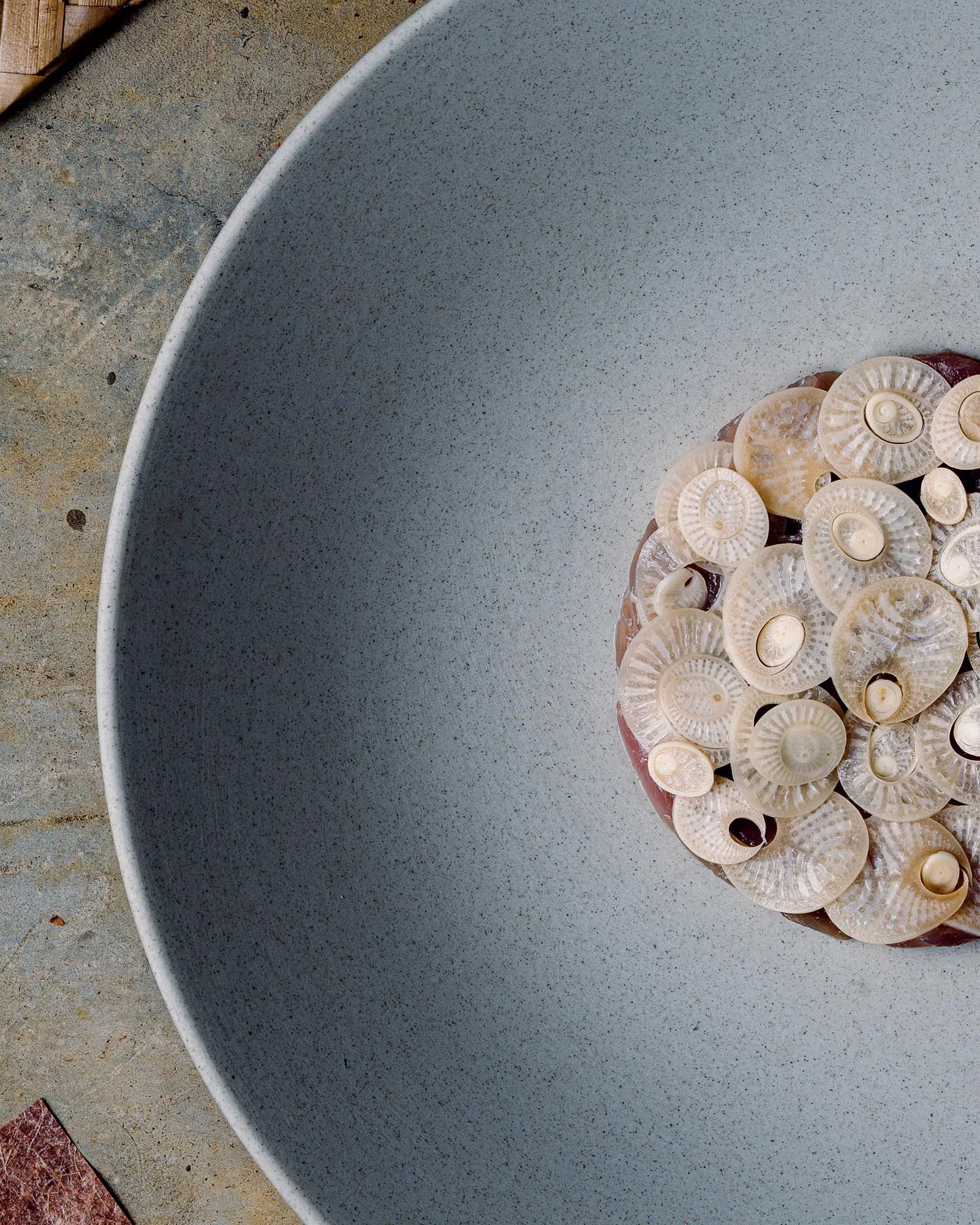 Close-up of a grey speckled plate with a cluster of small beige seashells in the bottom-right, on a rough concrete surface.