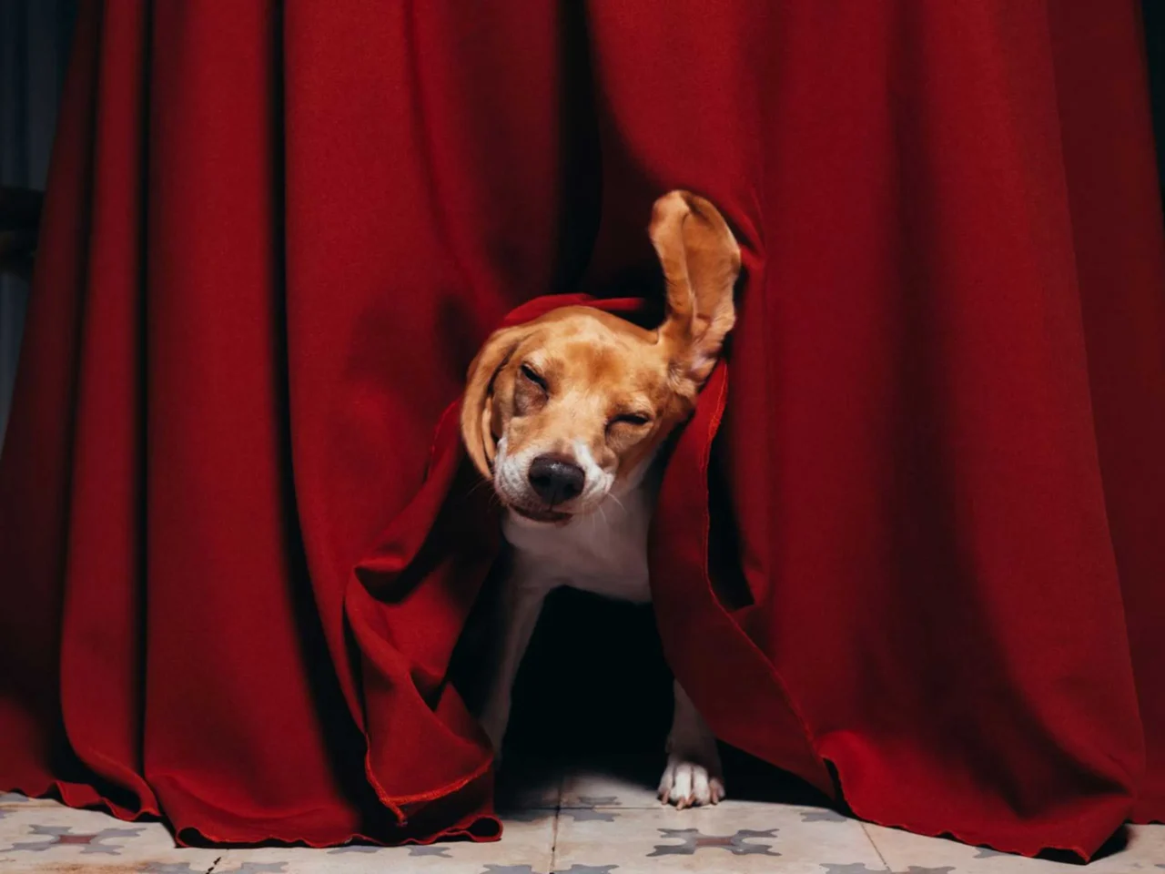 Man in a brown suit dining with a beagle at a candlelit table, floral centerpiece between them.]','A man in a brown suit sits opposite a beagle at a formal dinner table with a floral centerpiece.']]}anejo?Oops need proper JSON. Let's craft properly.