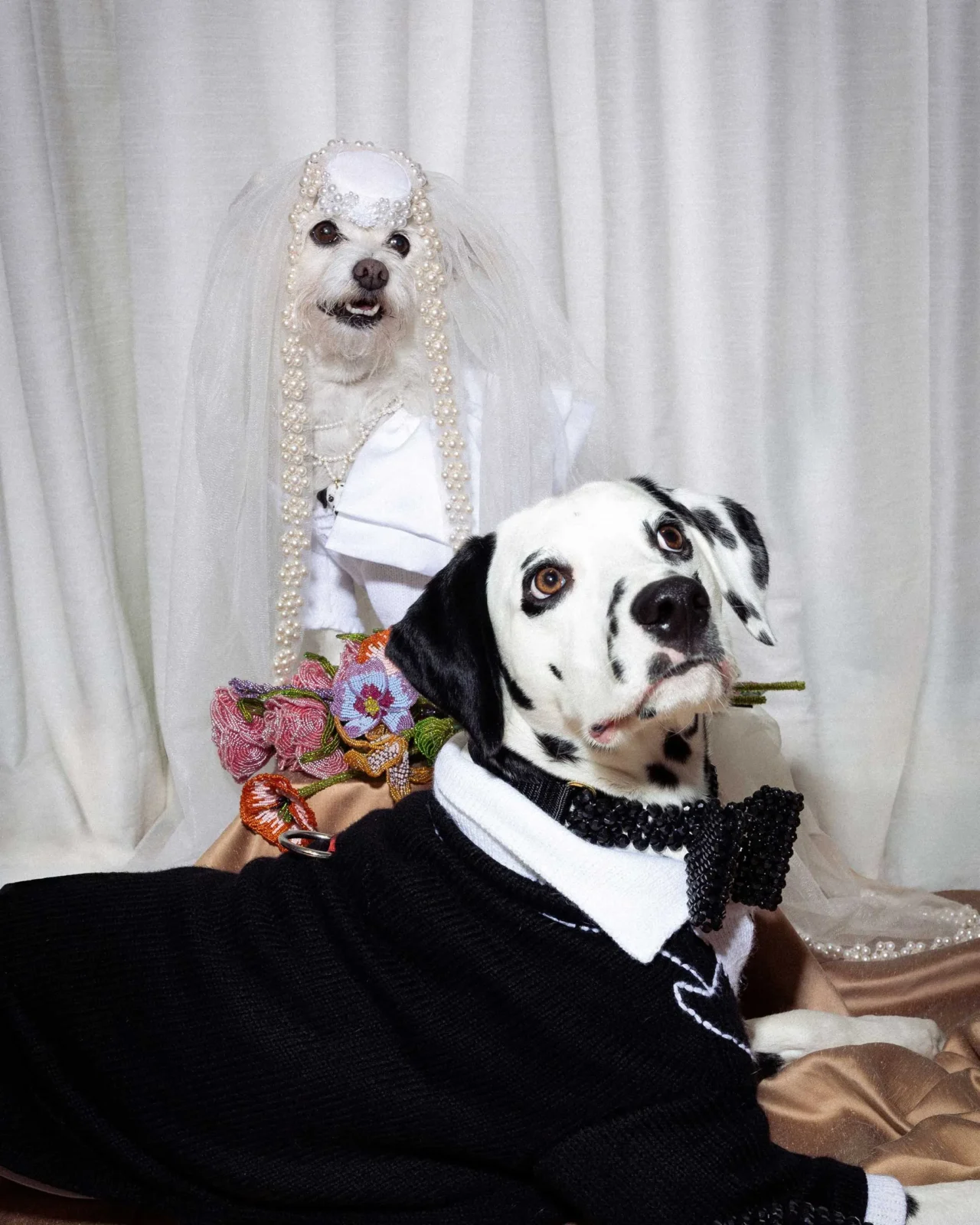Three dogs in wedding outfits posing on a staircase: a small white terrier with a veil and pearl necklaces, a scruffy middle dog, and a Dalmatian with a beaded collar, all looking at the camera.