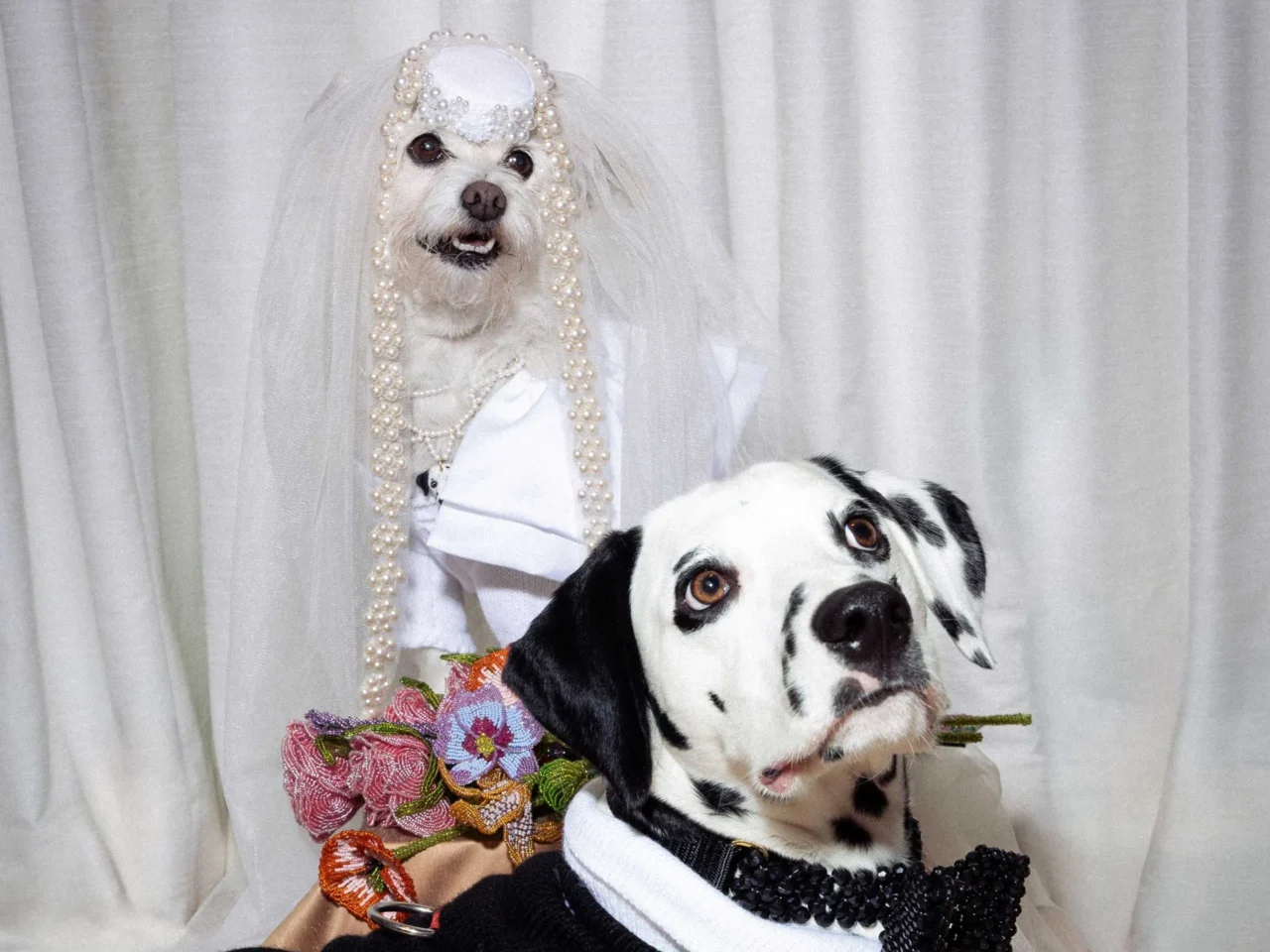 Three dogs in wedding outfits posing on a staircase: a small white terrier with a veil and pearl necklaces, a scruffy middle dog, and a Dalmatian with a beaded collar, all looking at the camera.