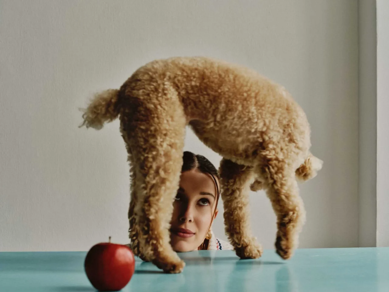 A woman peeks up as a fluffy brown dog stands on her head above a turquoise table with a red apple in the foreground.
