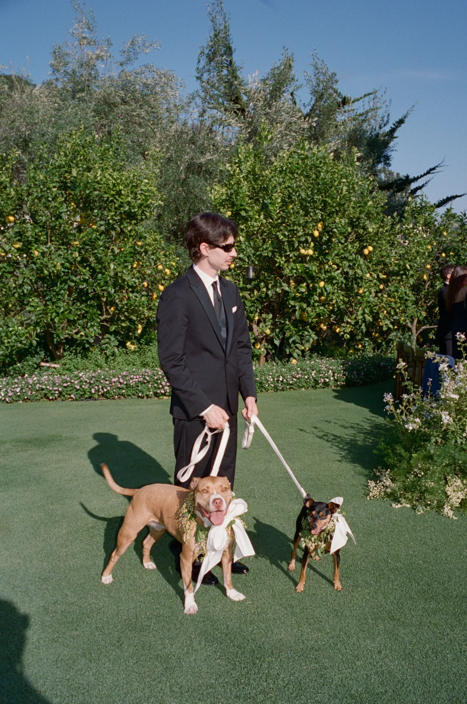 Man in a black suit and sunglasses walking two dogs on a green lawn with lemon trees in the background.