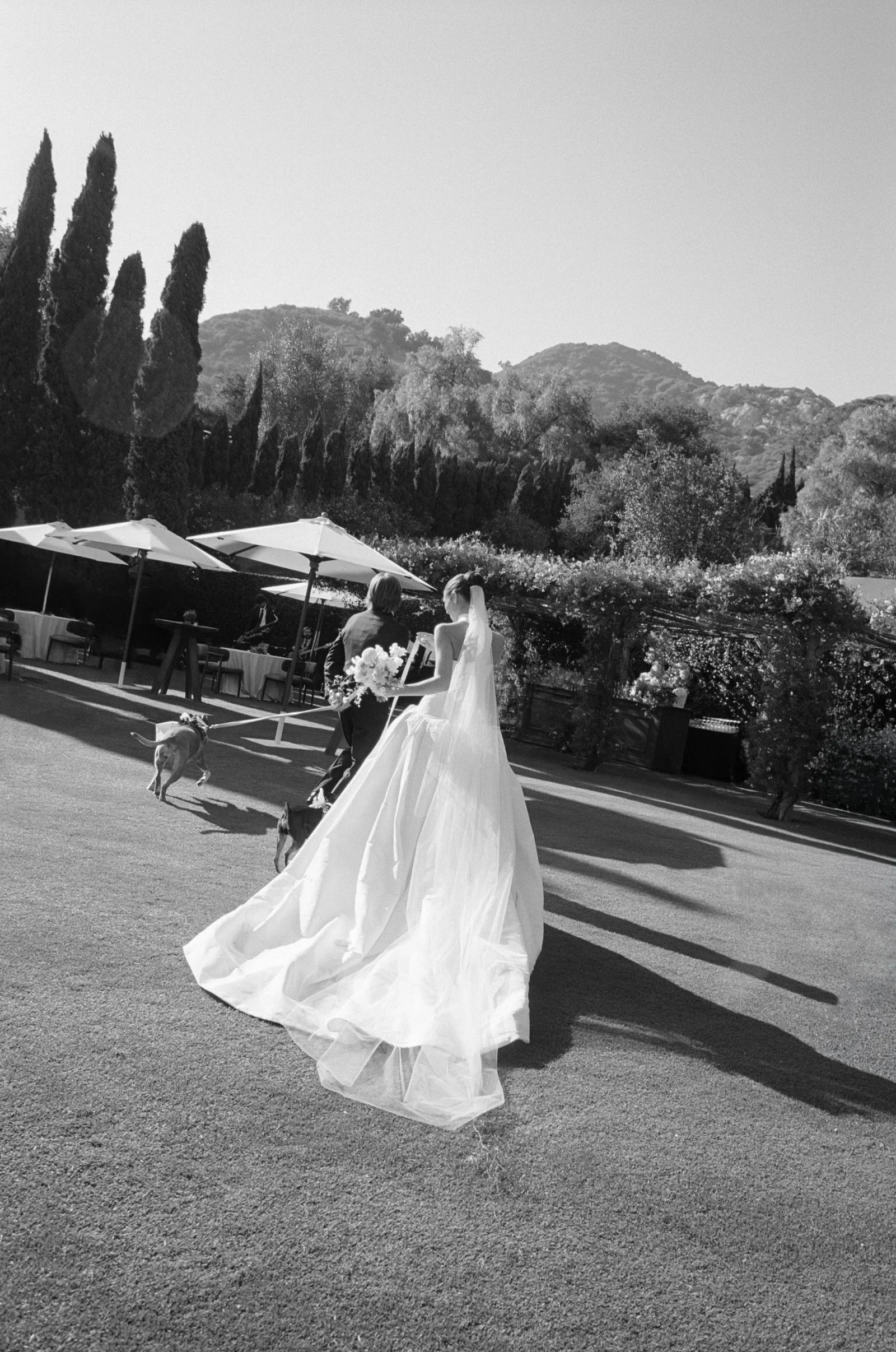 Bride in a wedding gown and veil running on an outdoor aisle with a bouquet, guests and dogs nearby under sunny umbrellas, mountains in the background