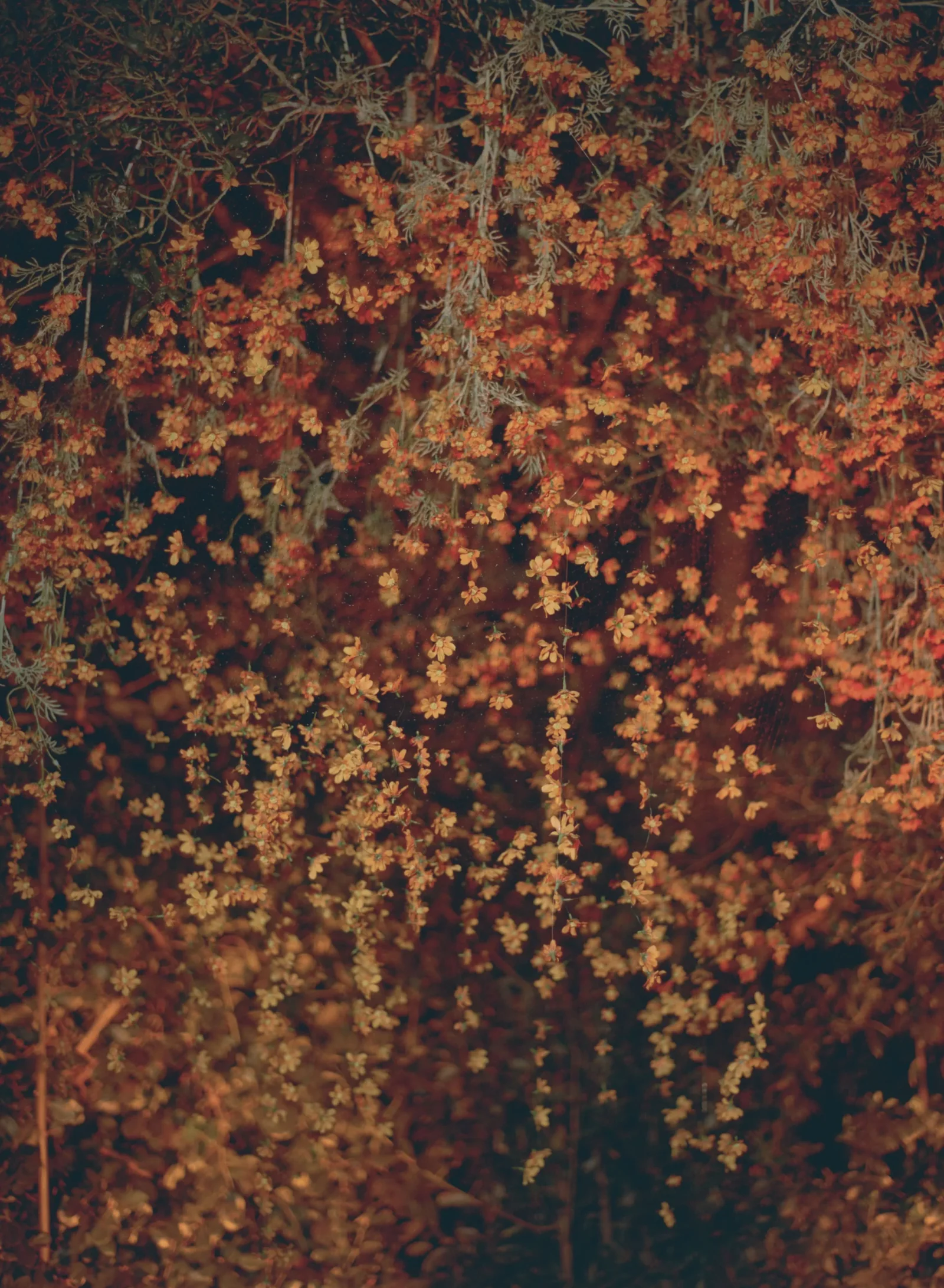 Dense shrub covered in tiny orange flowers, creating an autumnal orange haze.