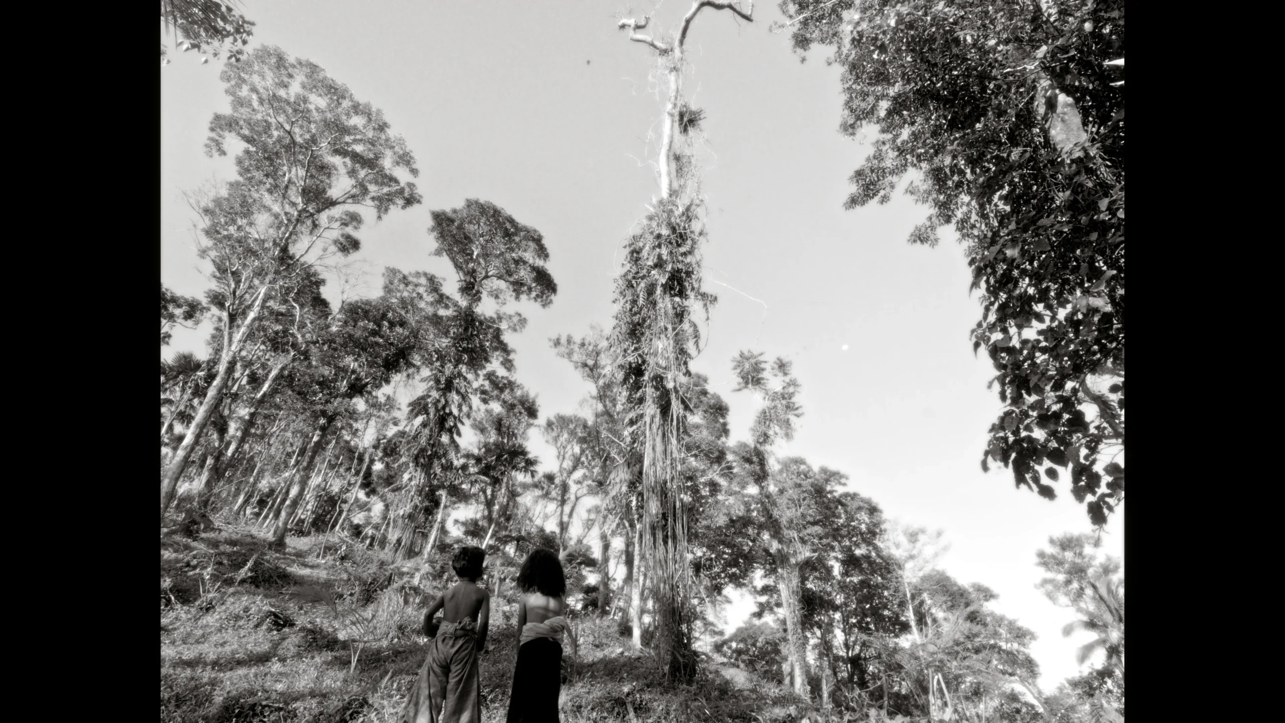 Two people stand with their backs to the camera, looking up at tall tropical trees in a dense forest. (black and white photo)