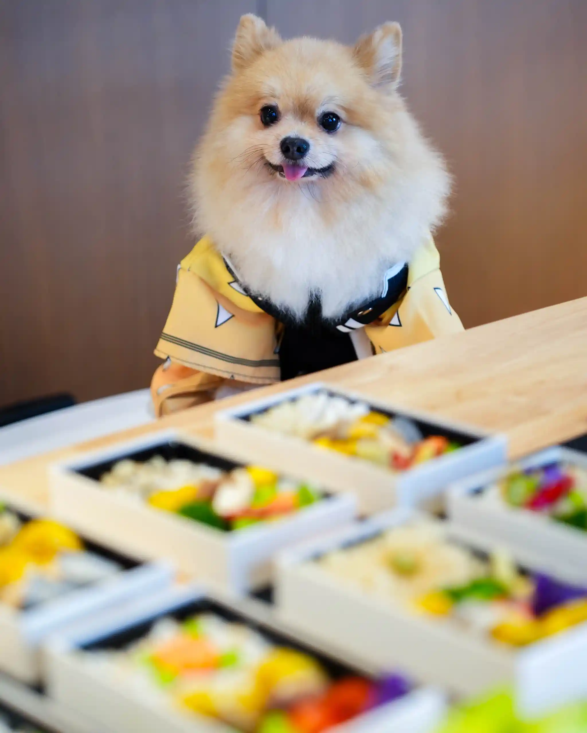 Fluffy Pomeranian in a yellow outfit sits at a table with open bento boxes of colorful sushi.