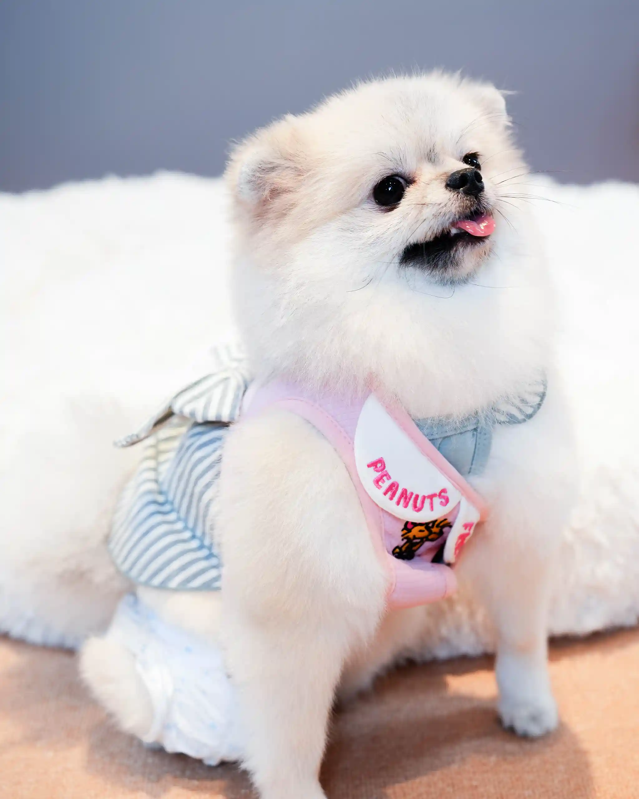 Pomeranian puppy with white fur wearing a pink harness and striped outfit, tongue sticking out playfully on a soft surface