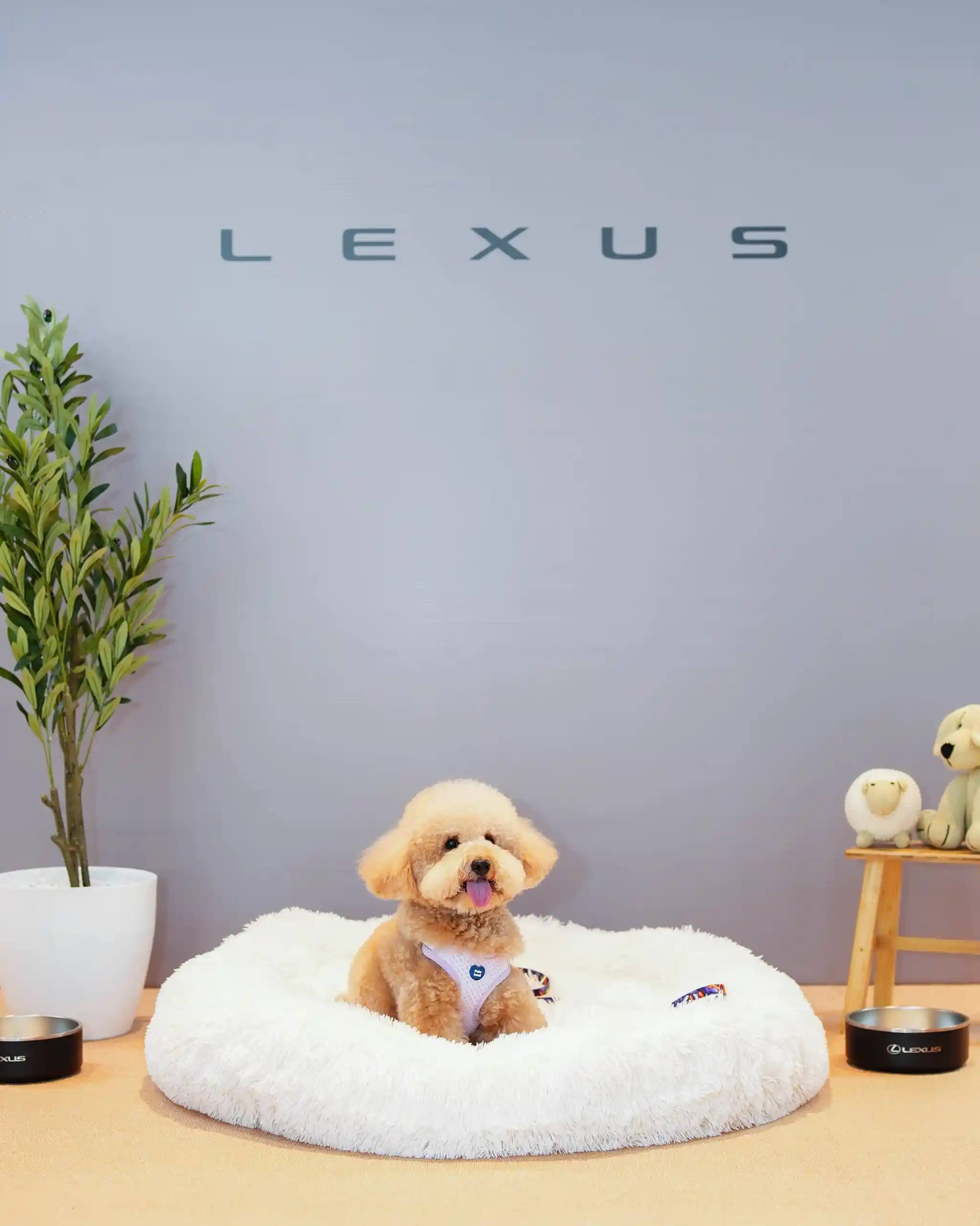 A small fluffy dog sits on a white round rug, tongue out, wearing a tiny harness in a cozy studio scene with plants and toys nearby.