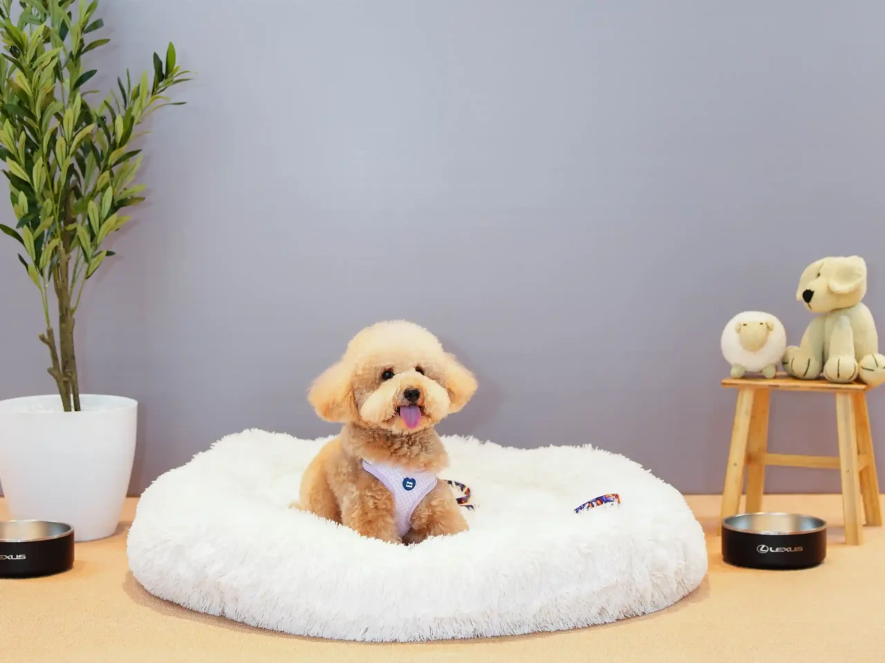 Small fluffy poodle wearing a white harness sits on a round white fluffy bed with a gray wall behind, toys nearby.