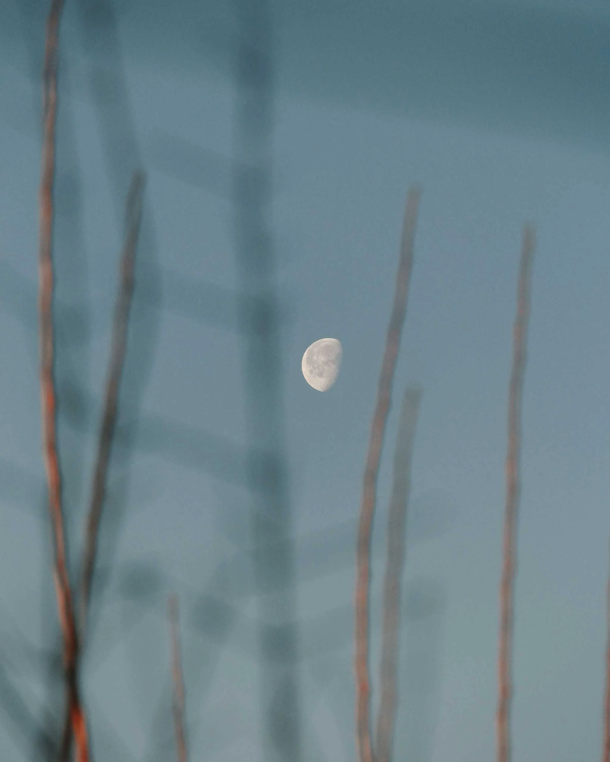 Full moon visible in a blue evening sky with tall, slender reeds in the foreground.