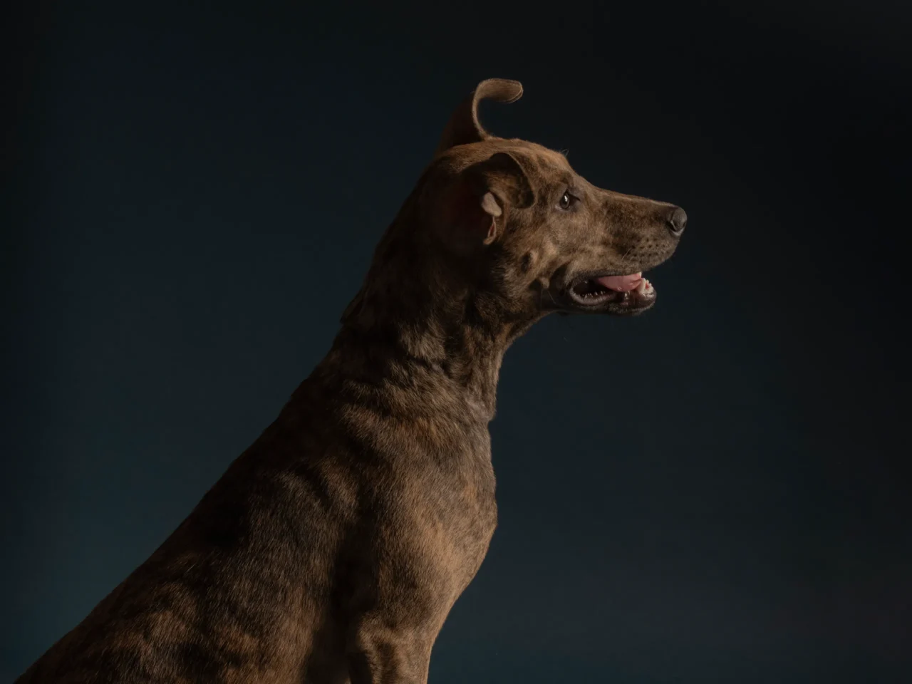 banca philippine forest dog